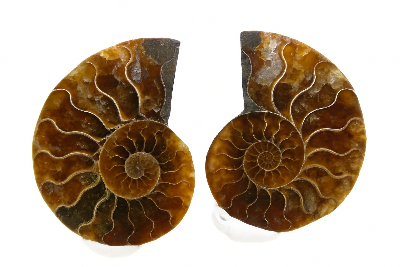 Pair of Cleoniceras.