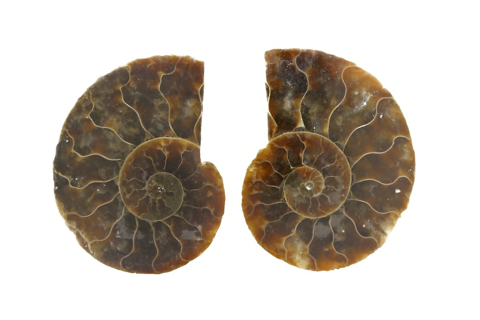 Pair of Cleoniceras.