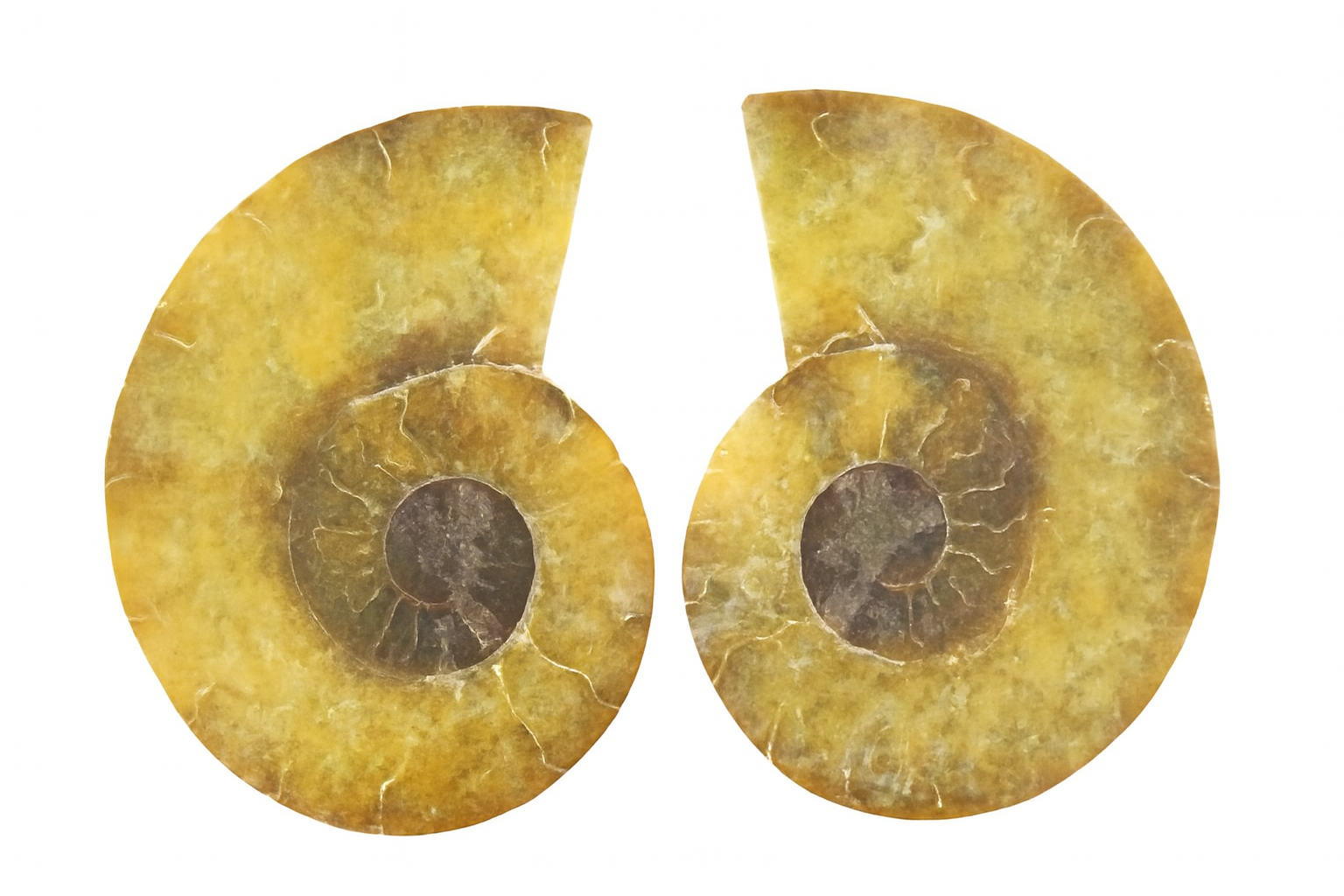 Pair of Cleoniceras.