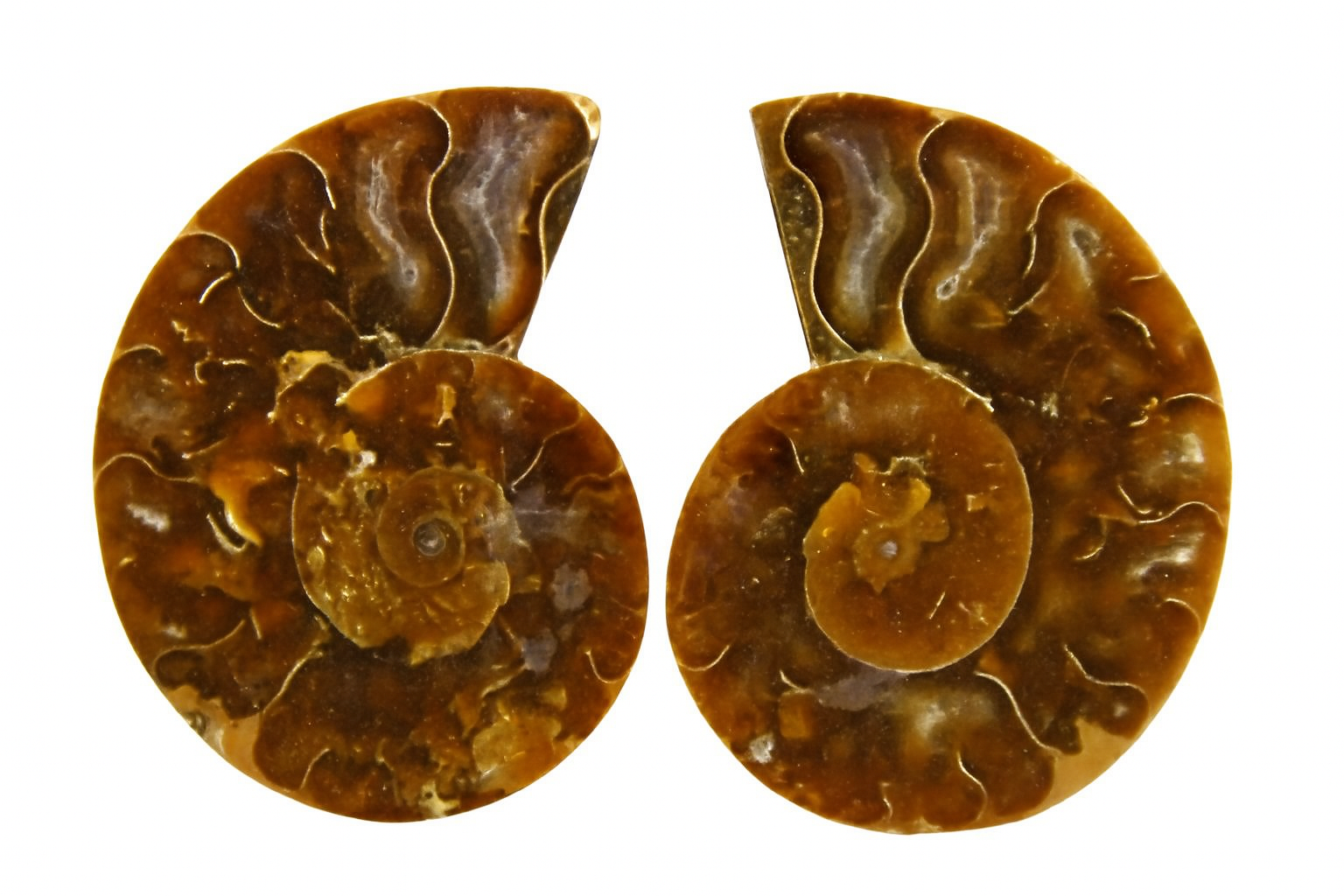 Pair of Cleoniceras.