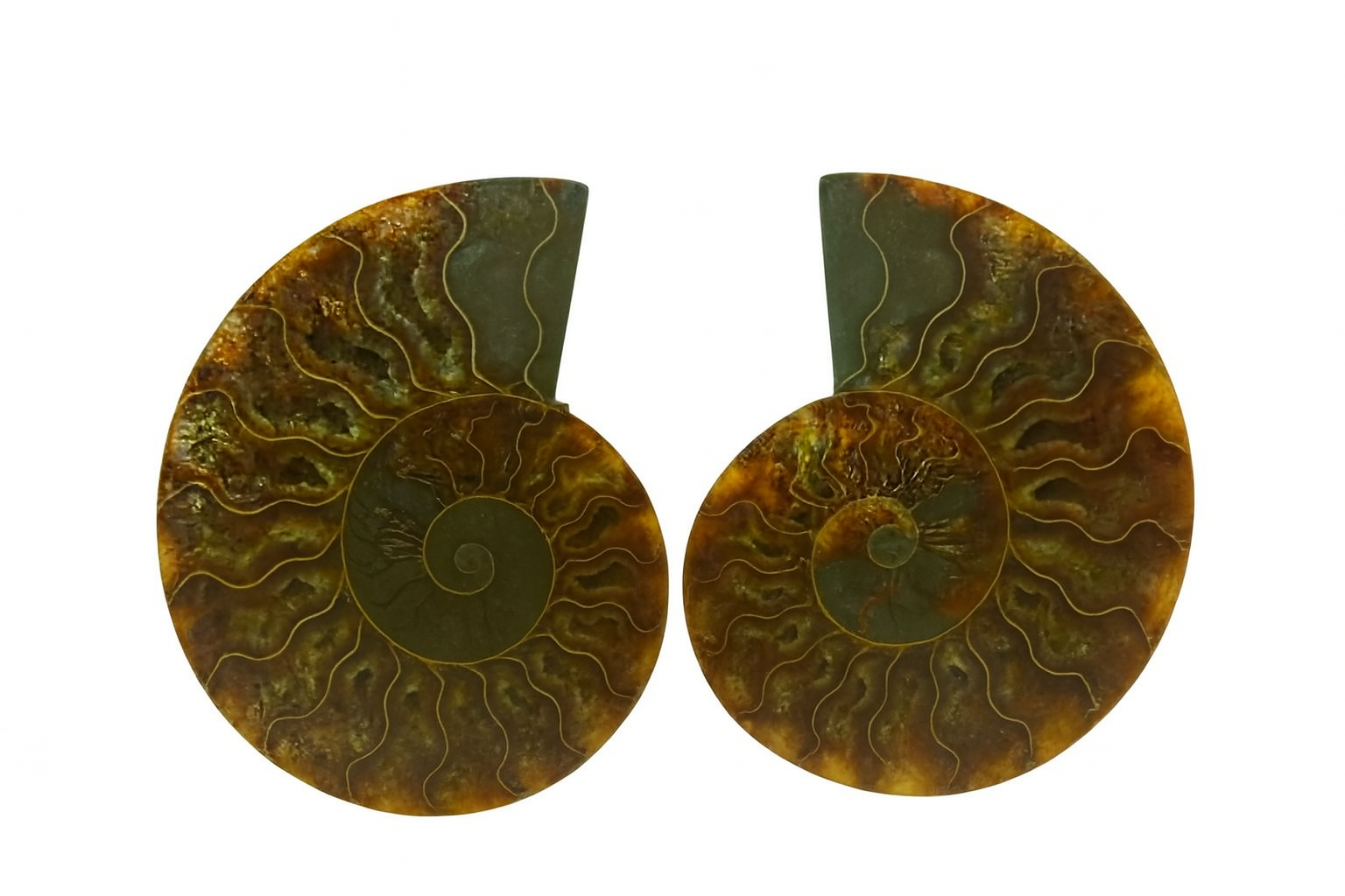 Pair of Cleoniceras.