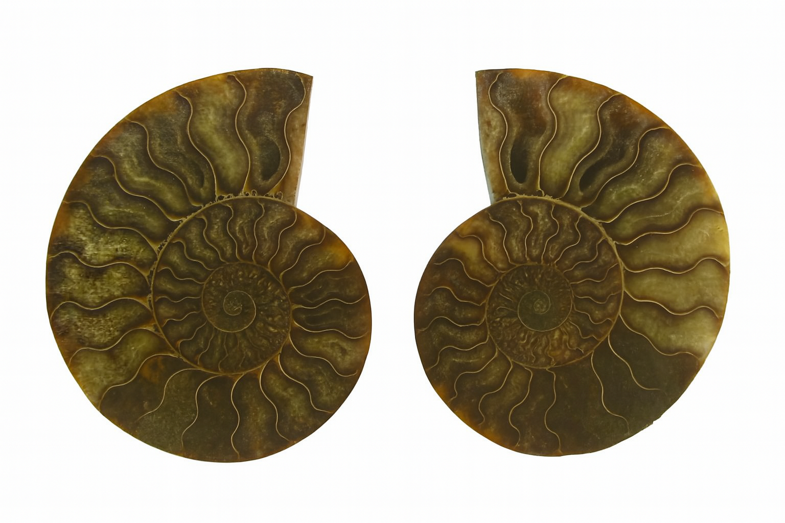 Pair of Cleoniceras.