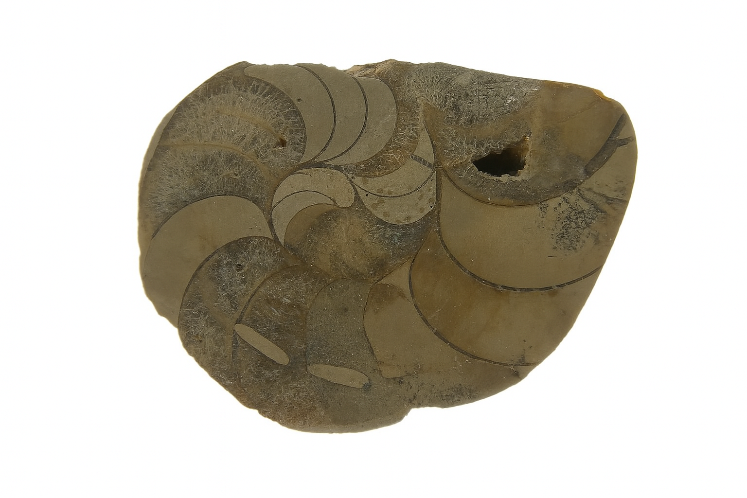 Cenoceras