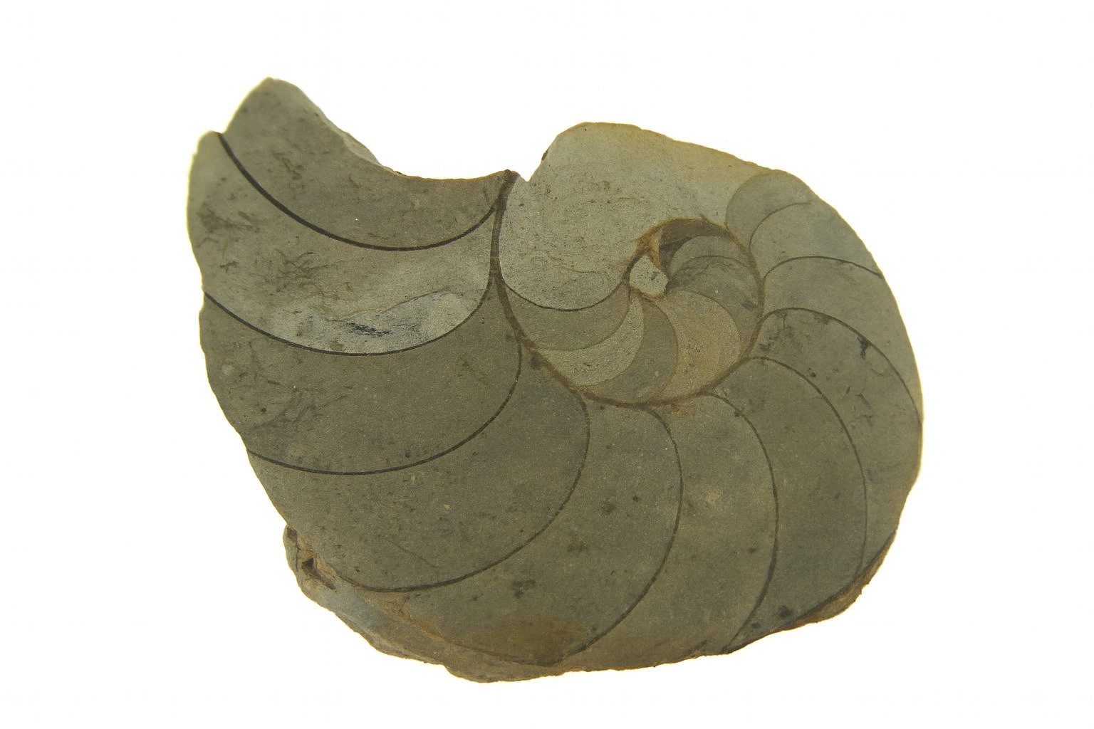 Cenoceras inornatum.