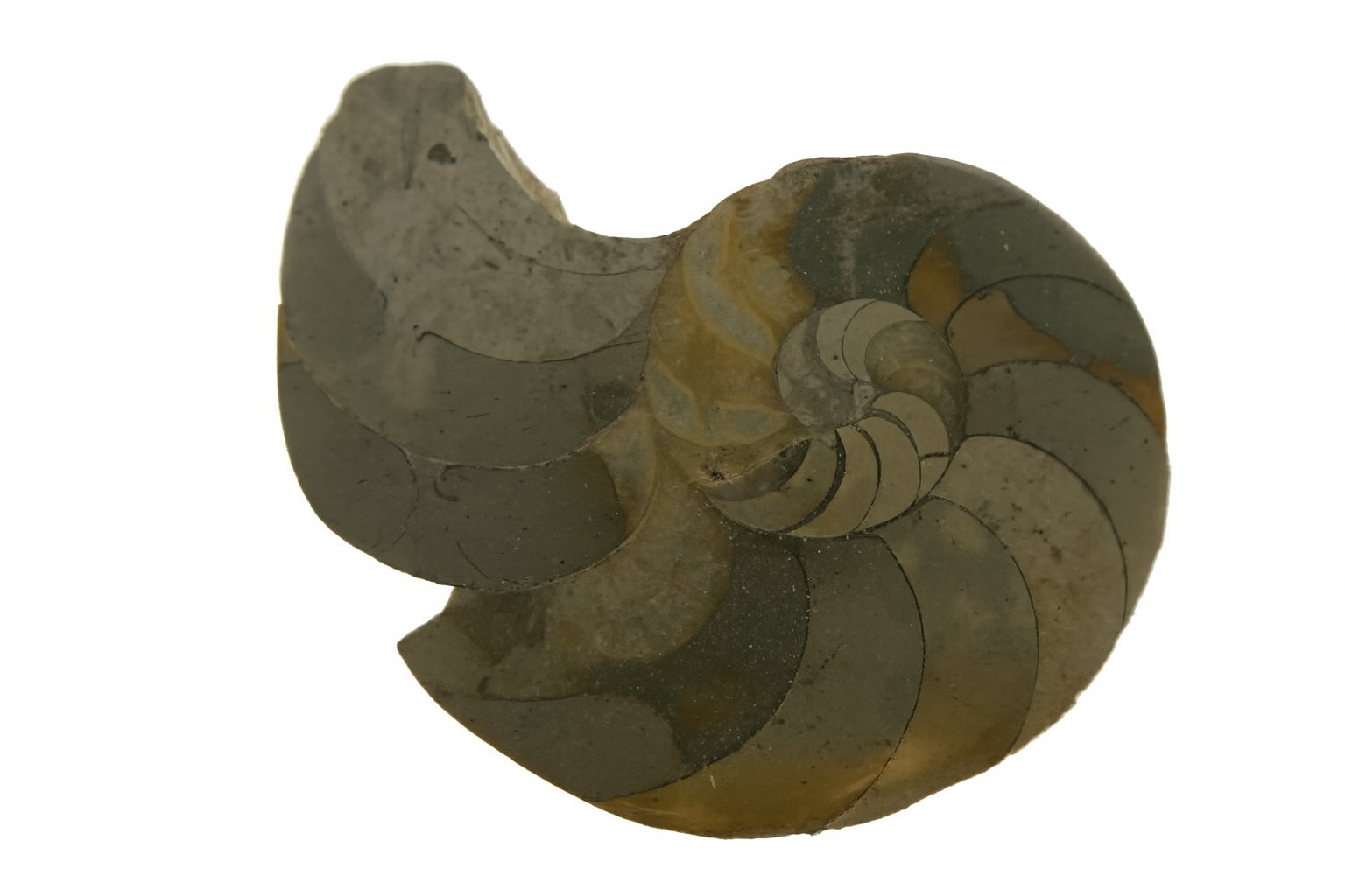 Cenoceras inornatum.