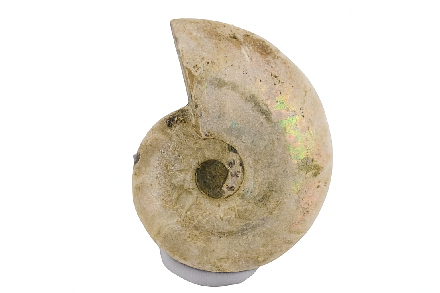 Iridescent Ammonite.