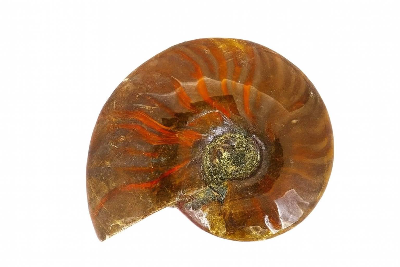 Opalescent Cleoniceras