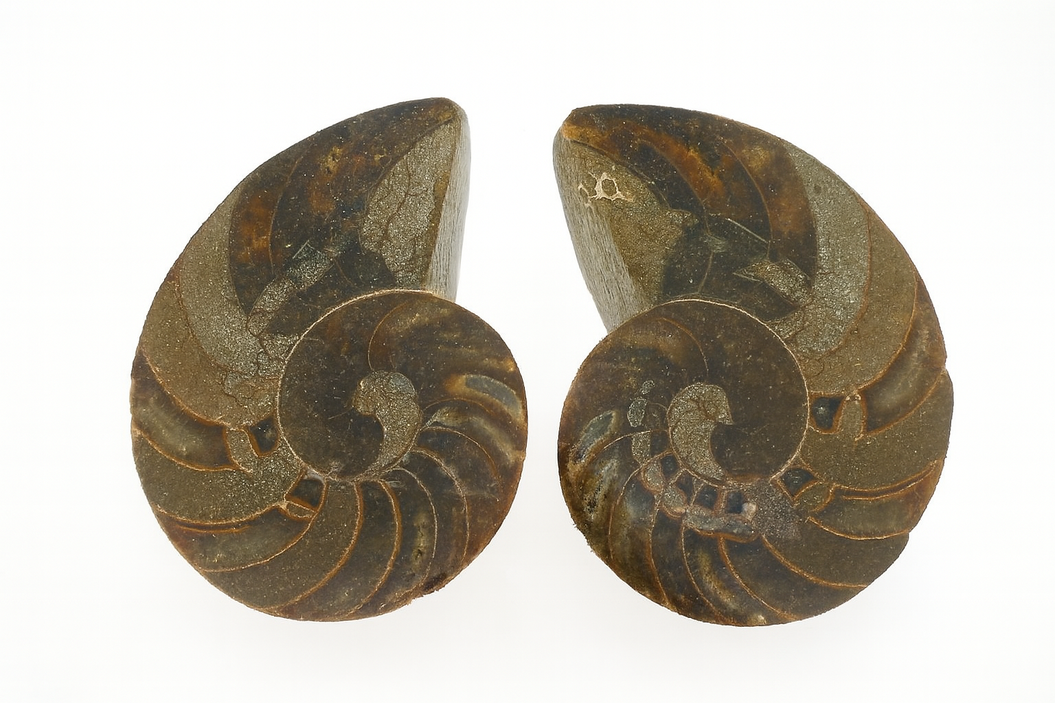 Cymatoceras sakalava.