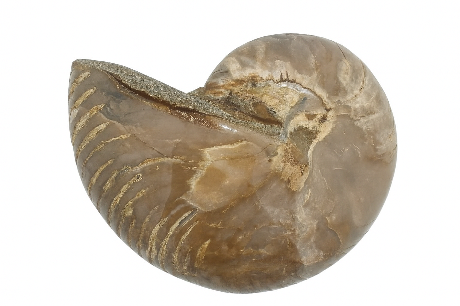 Cymatoceras sakalava.