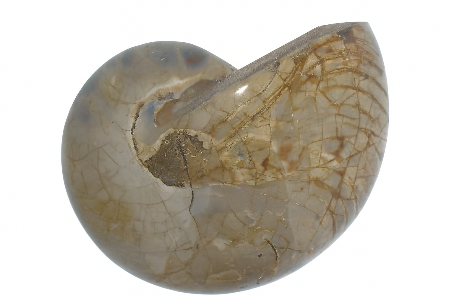 Cymatoceras sakalava.
