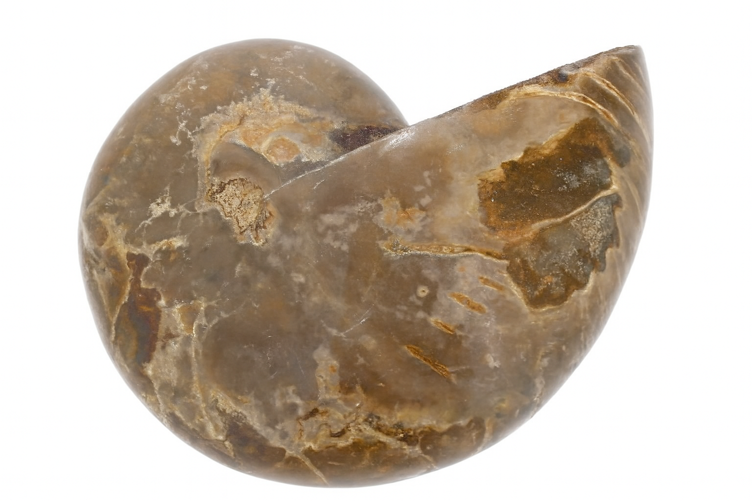 Cymatoceras sakalava.