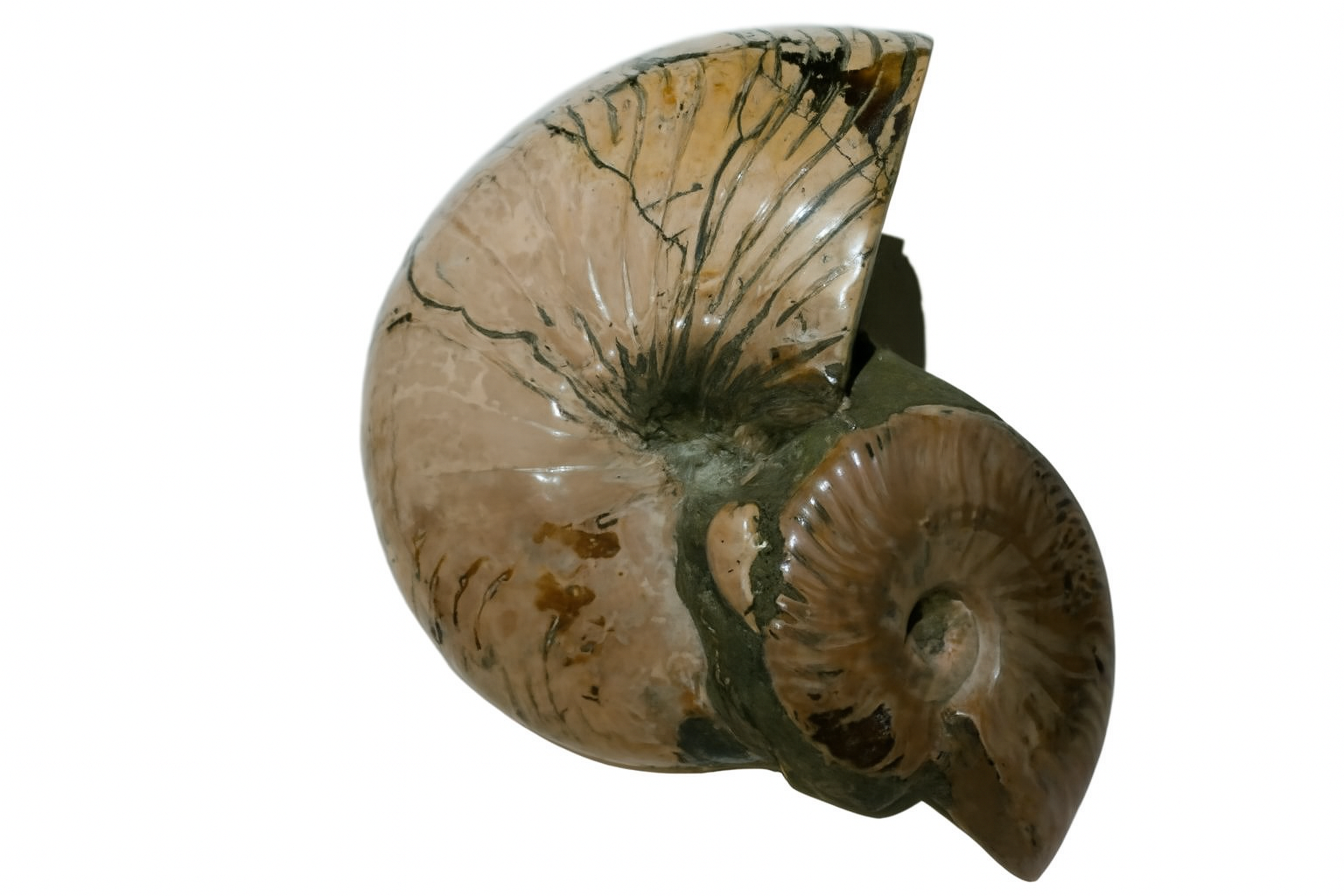 Cymatoceras sakalava.