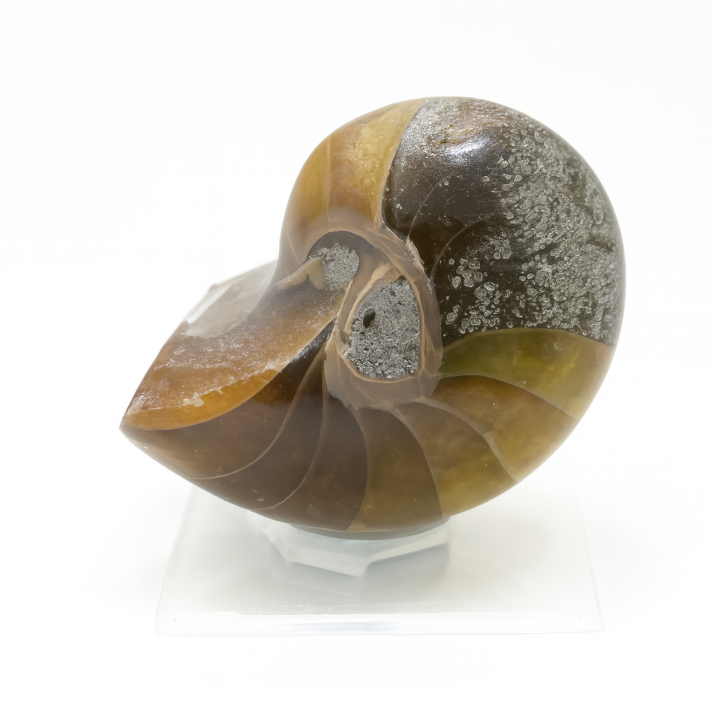 Cymatoceras sakalava.