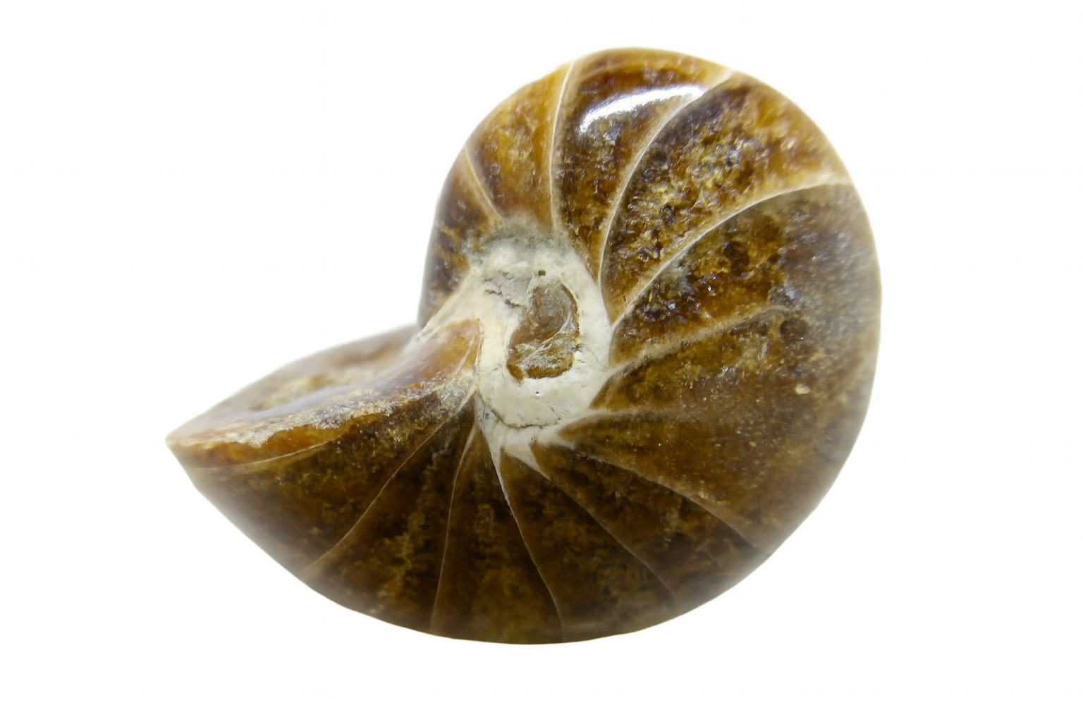 Cymatoceras sakalava.