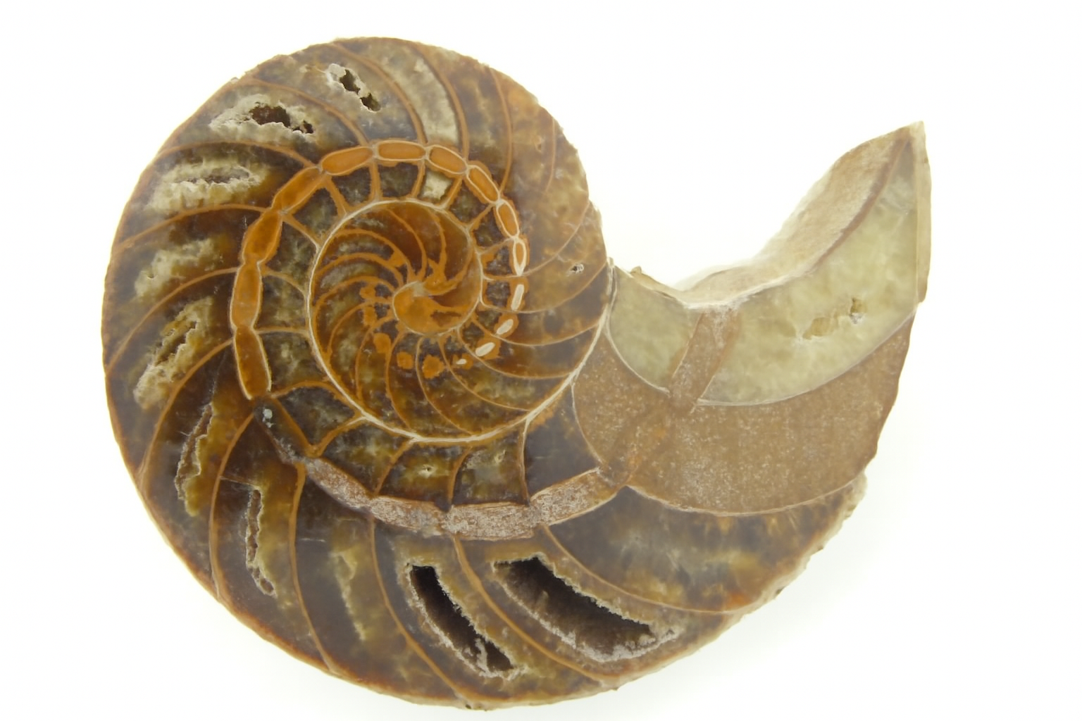 Half Cymatoceras