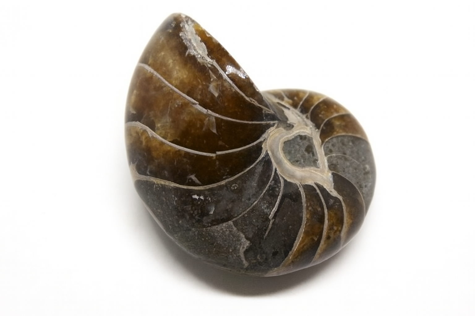 Cymatoceras sakalava.