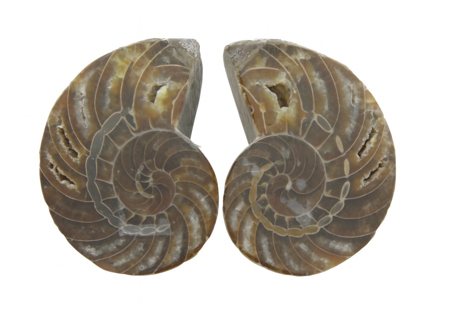 Pair of Cymatoceras Halves