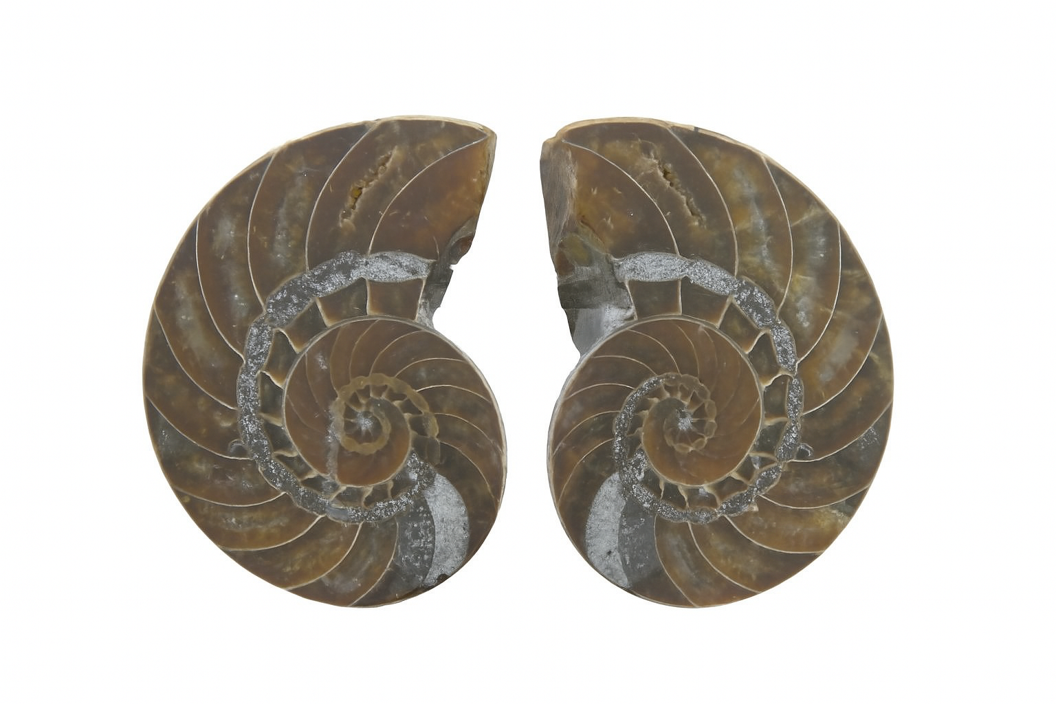 Cymatoceras sakalava.