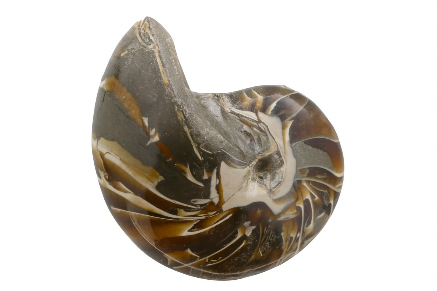 Cymatoceras sakalava.