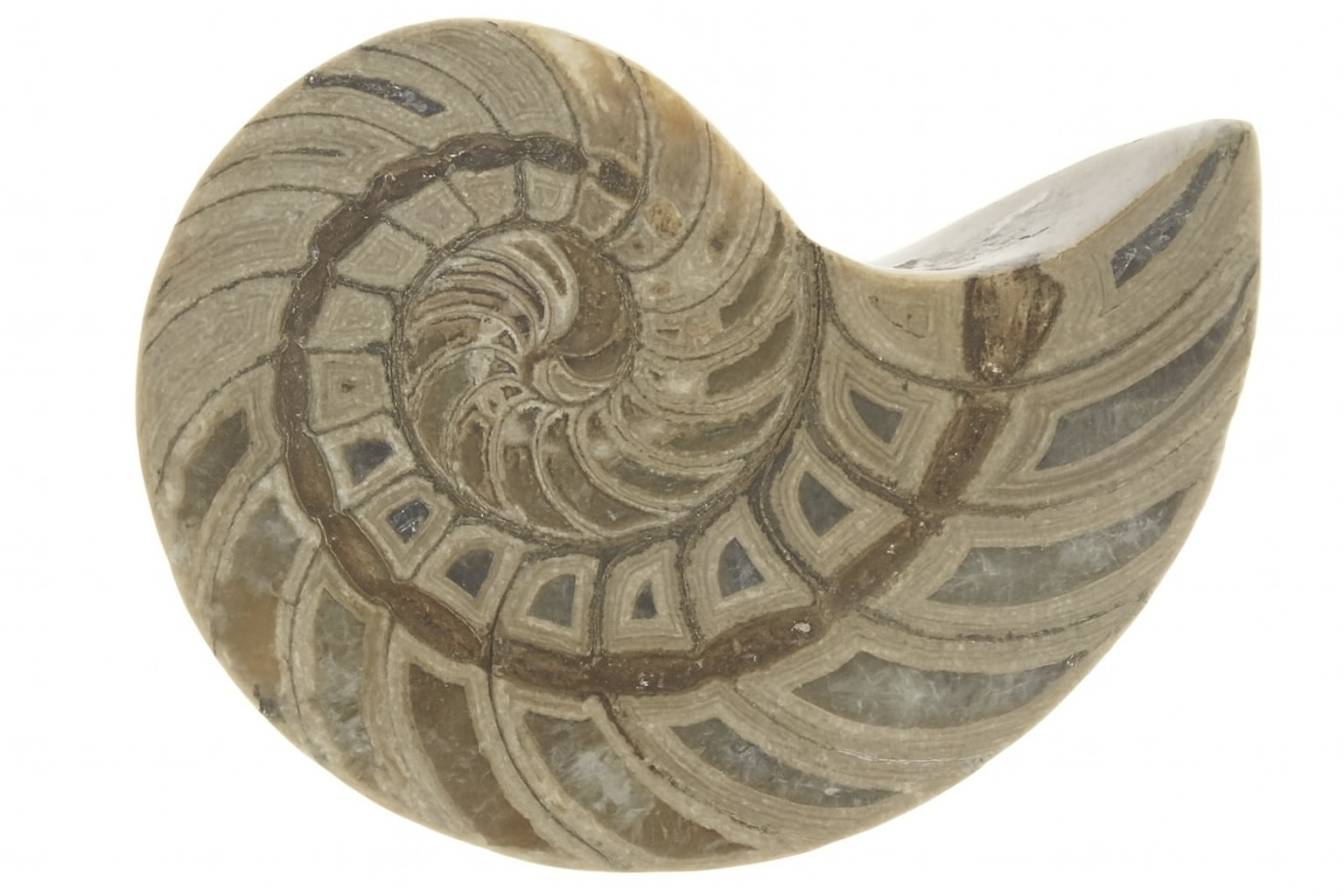 Ammonites