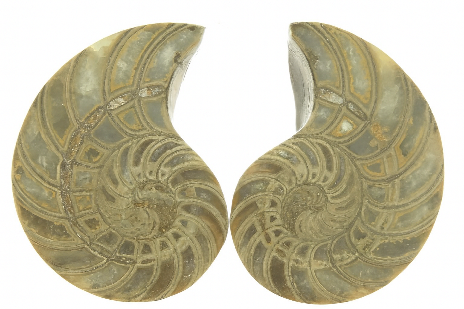 Cymatoceras sakalava.