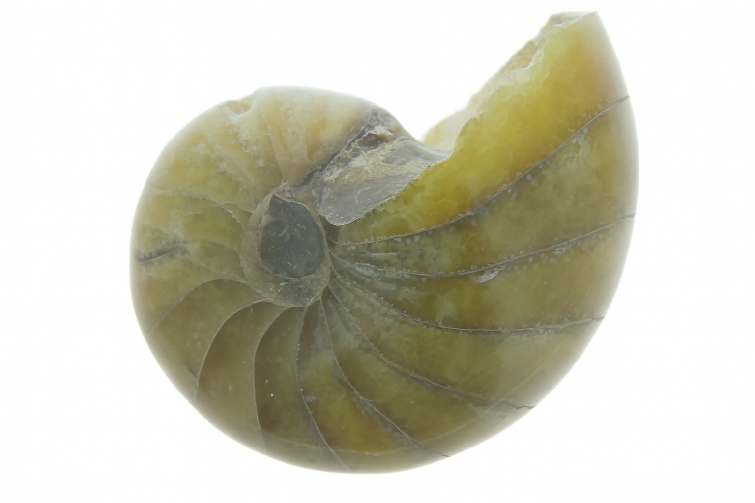 Cymatoceras sakalava.