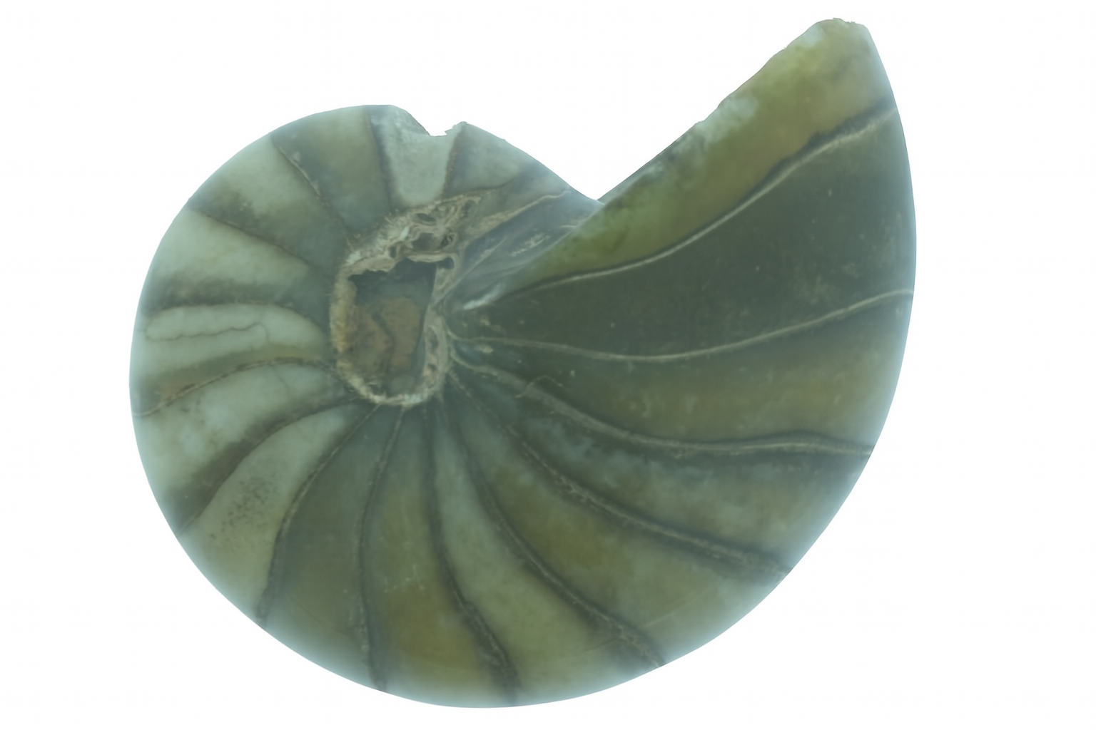 Whole Cymatoceras
