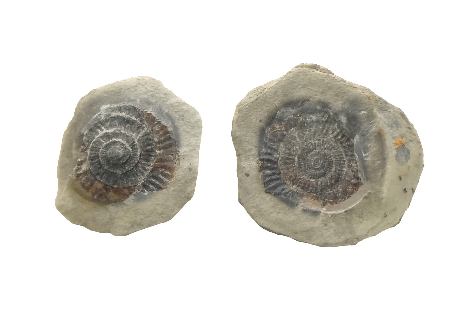 Dactylioceras positive/negative.