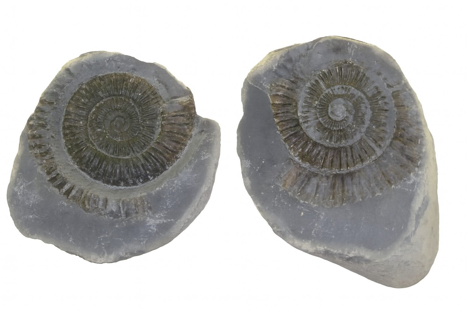 Dactylioceras commune.