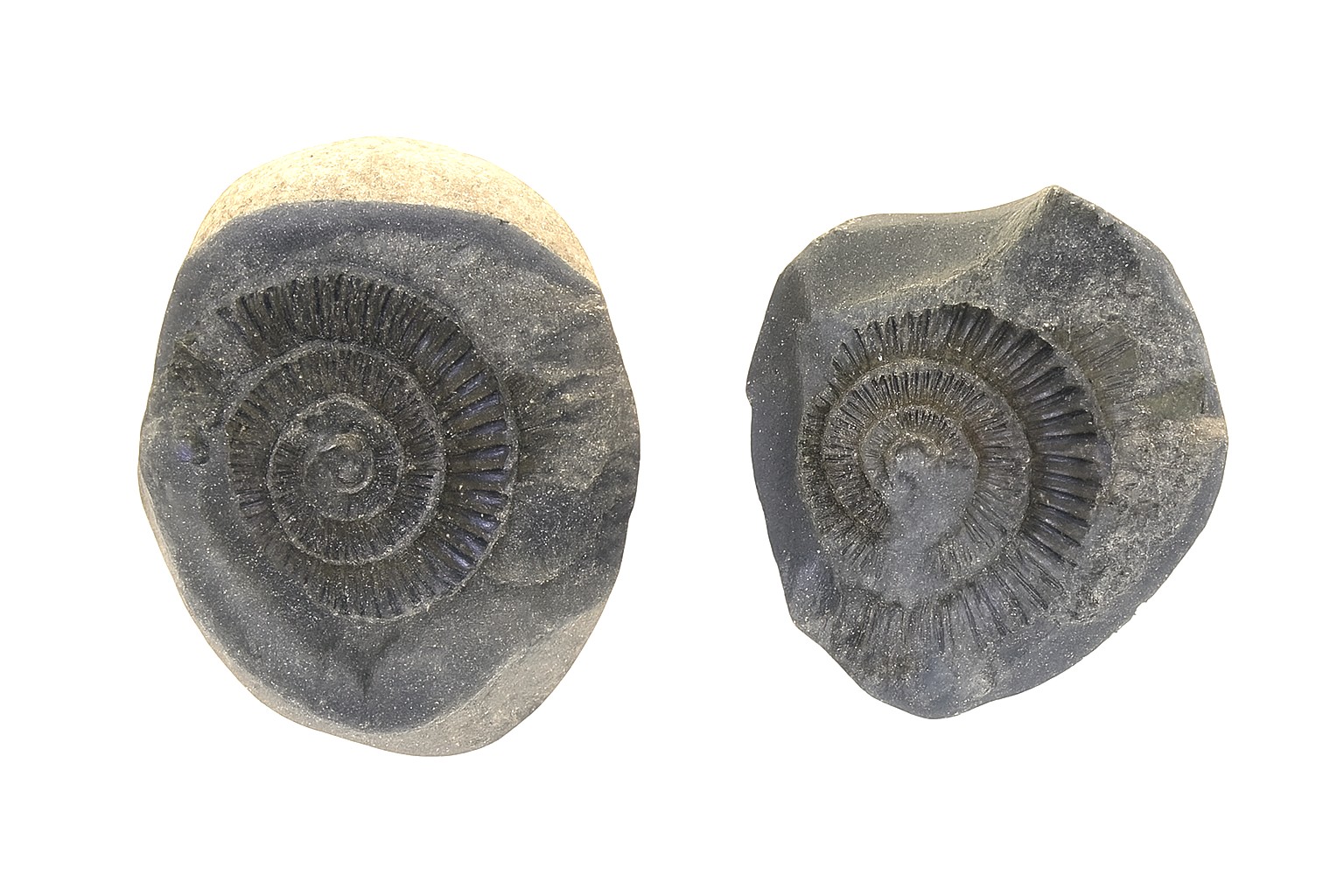 Dactylioceras commune.