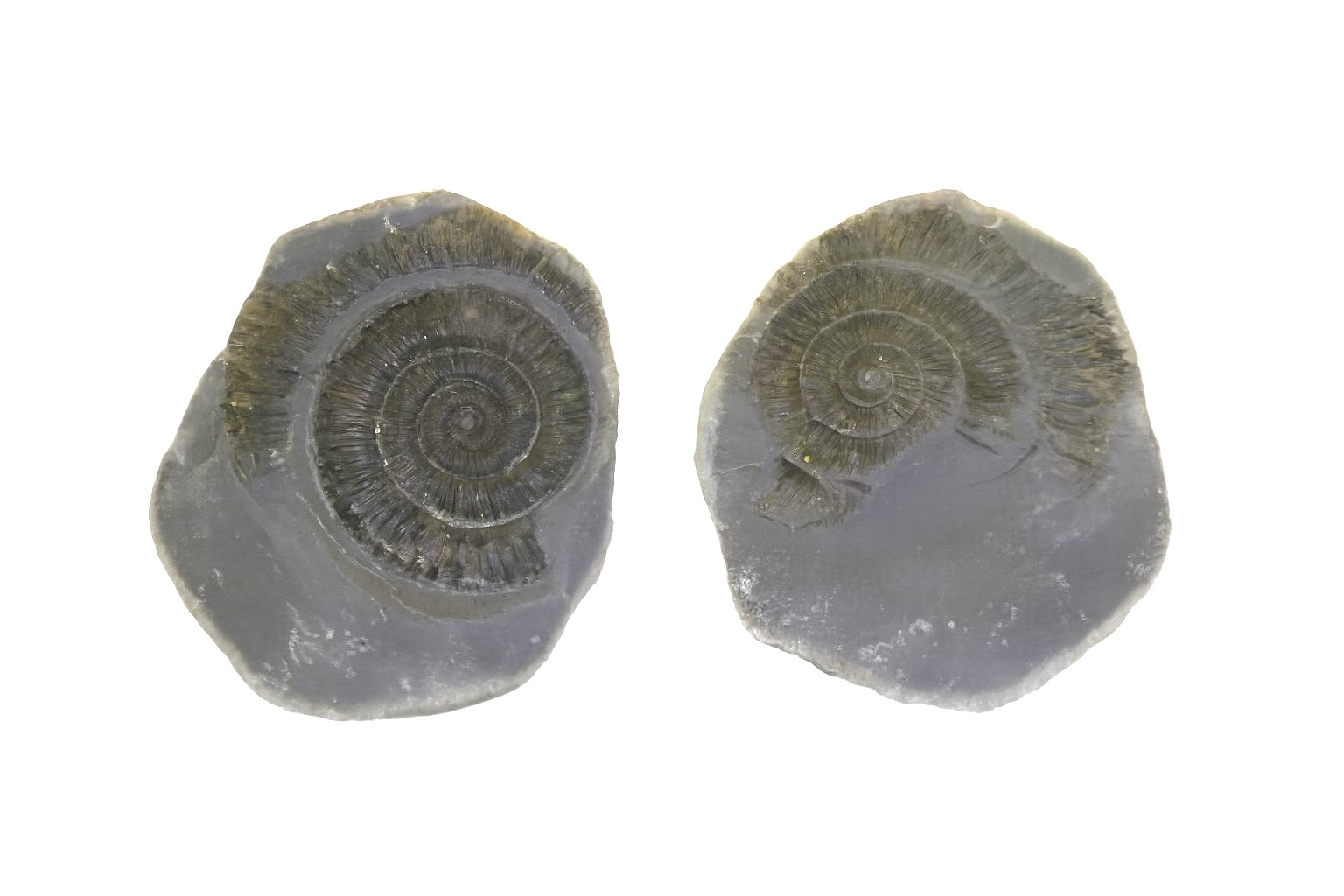 Dactylioceras commune.
