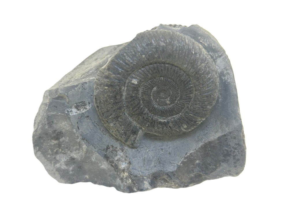 Dactylioceras commune.