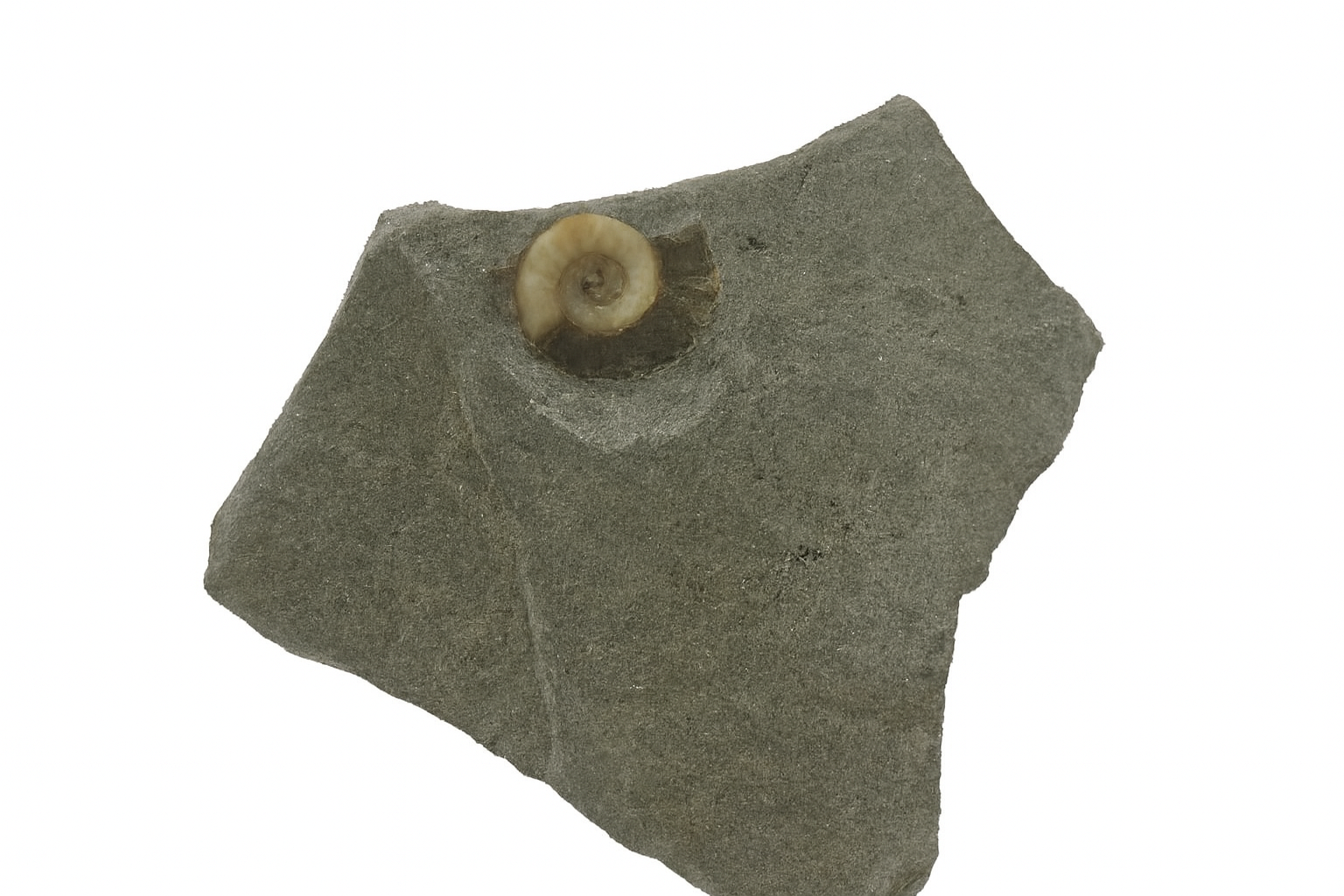 Promicroceras planicosta.
