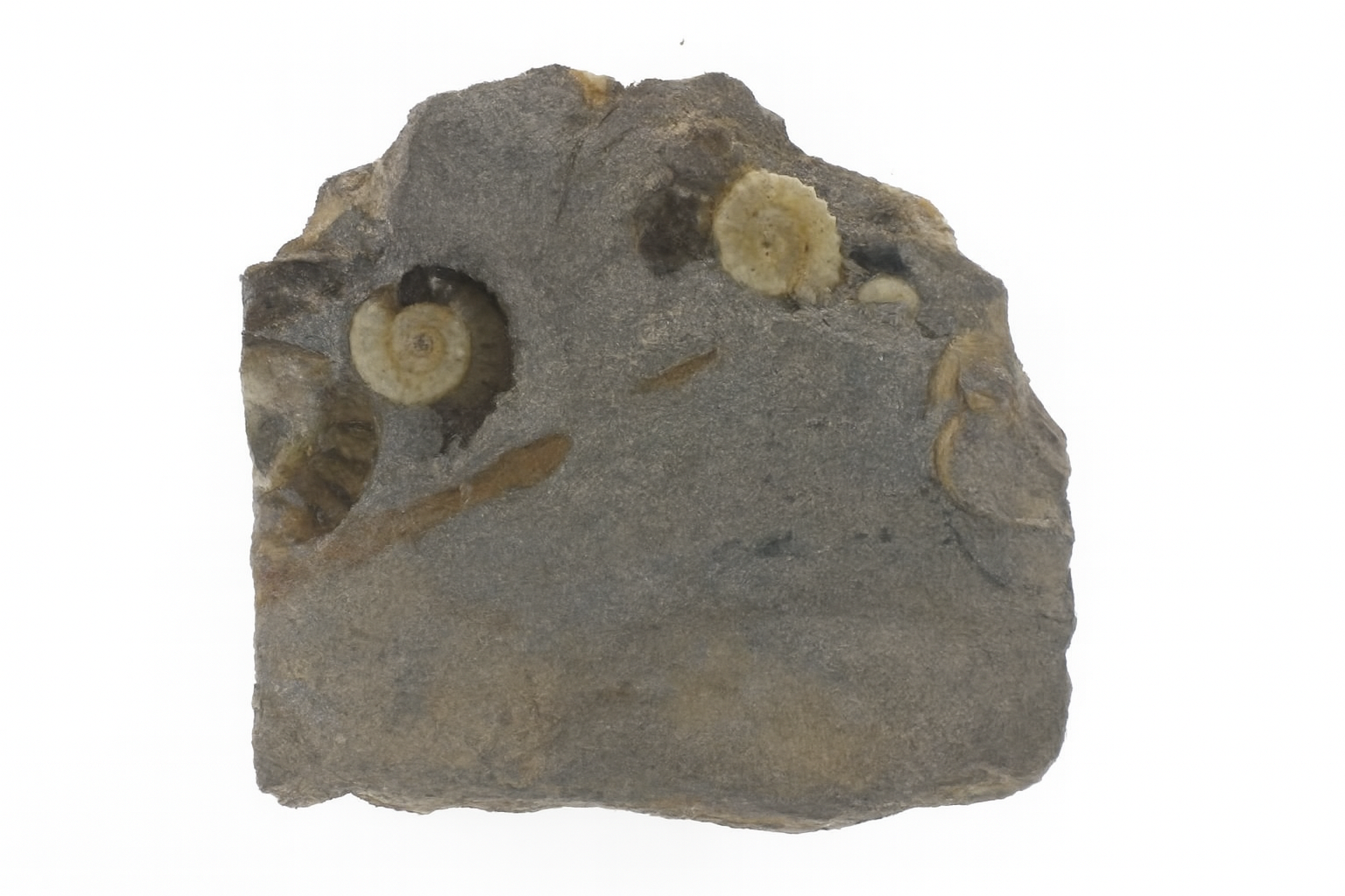 Promicroceras planicosta.