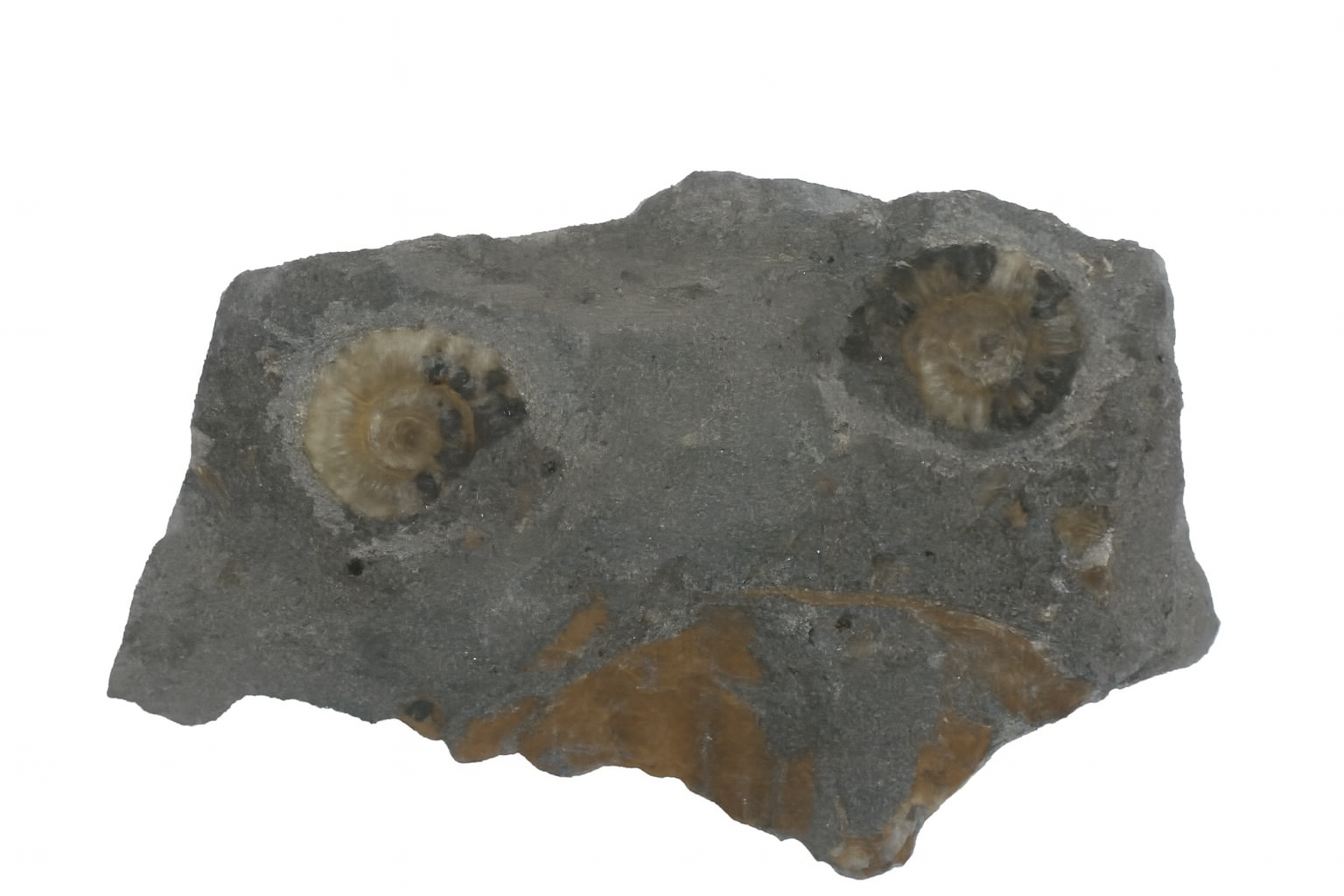 Promicroceras