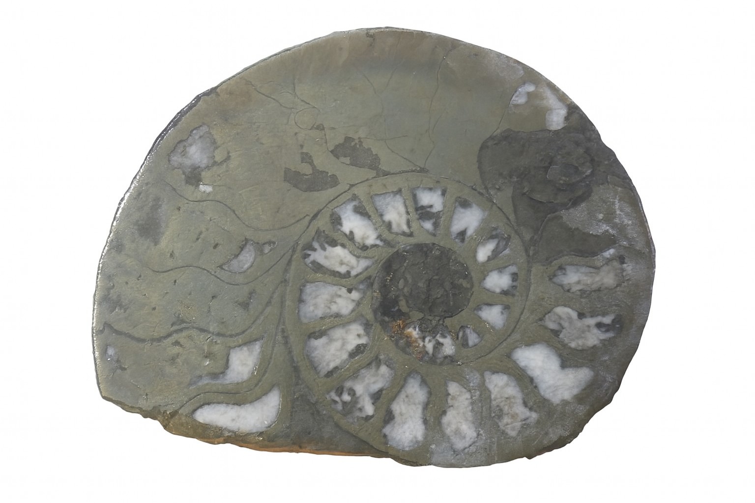 Pyritised Ammonites