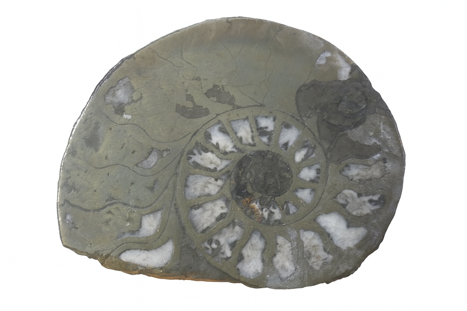 Pyritised Ammonites.