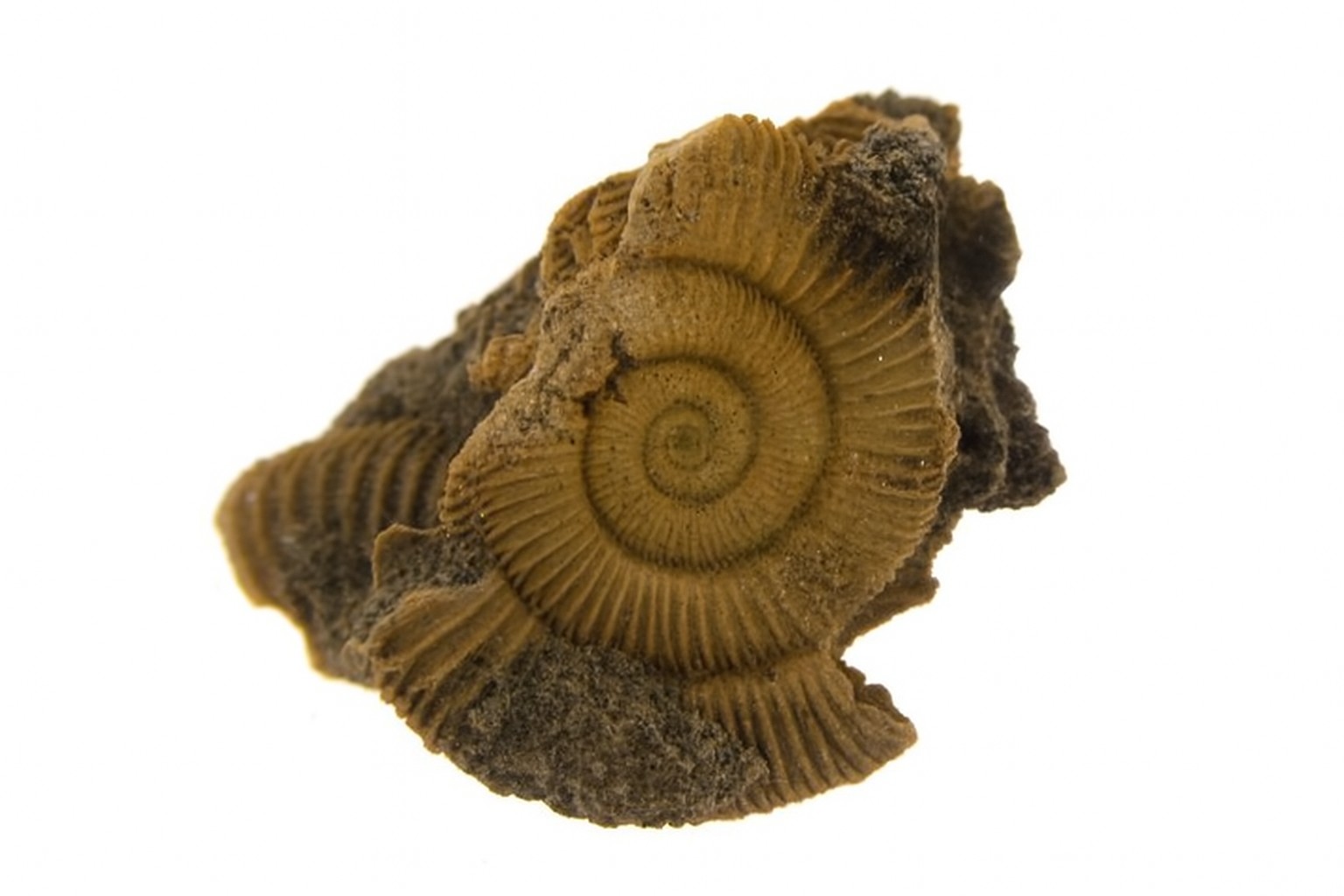 German Ammonites
