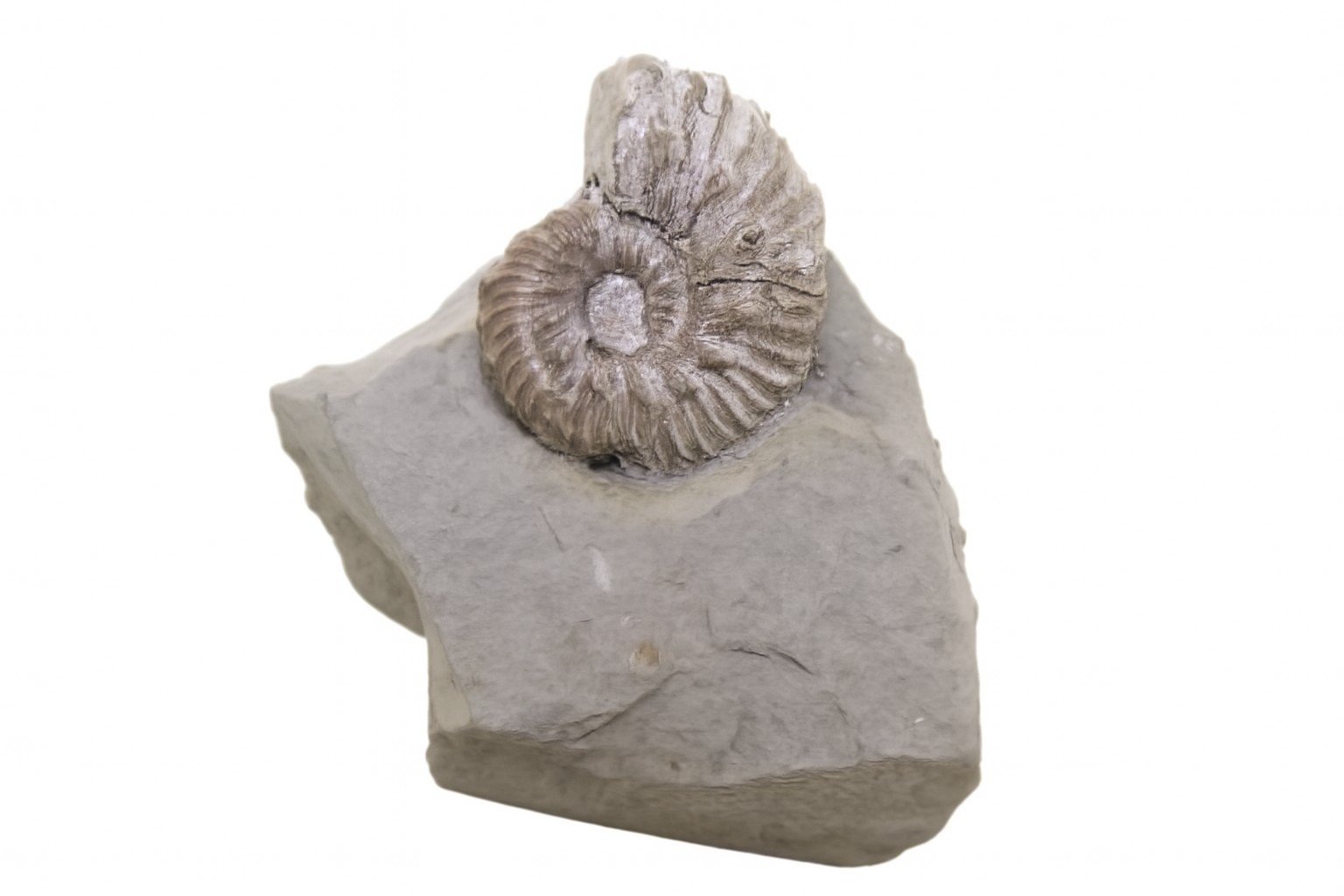 Euhoplites truncatus.