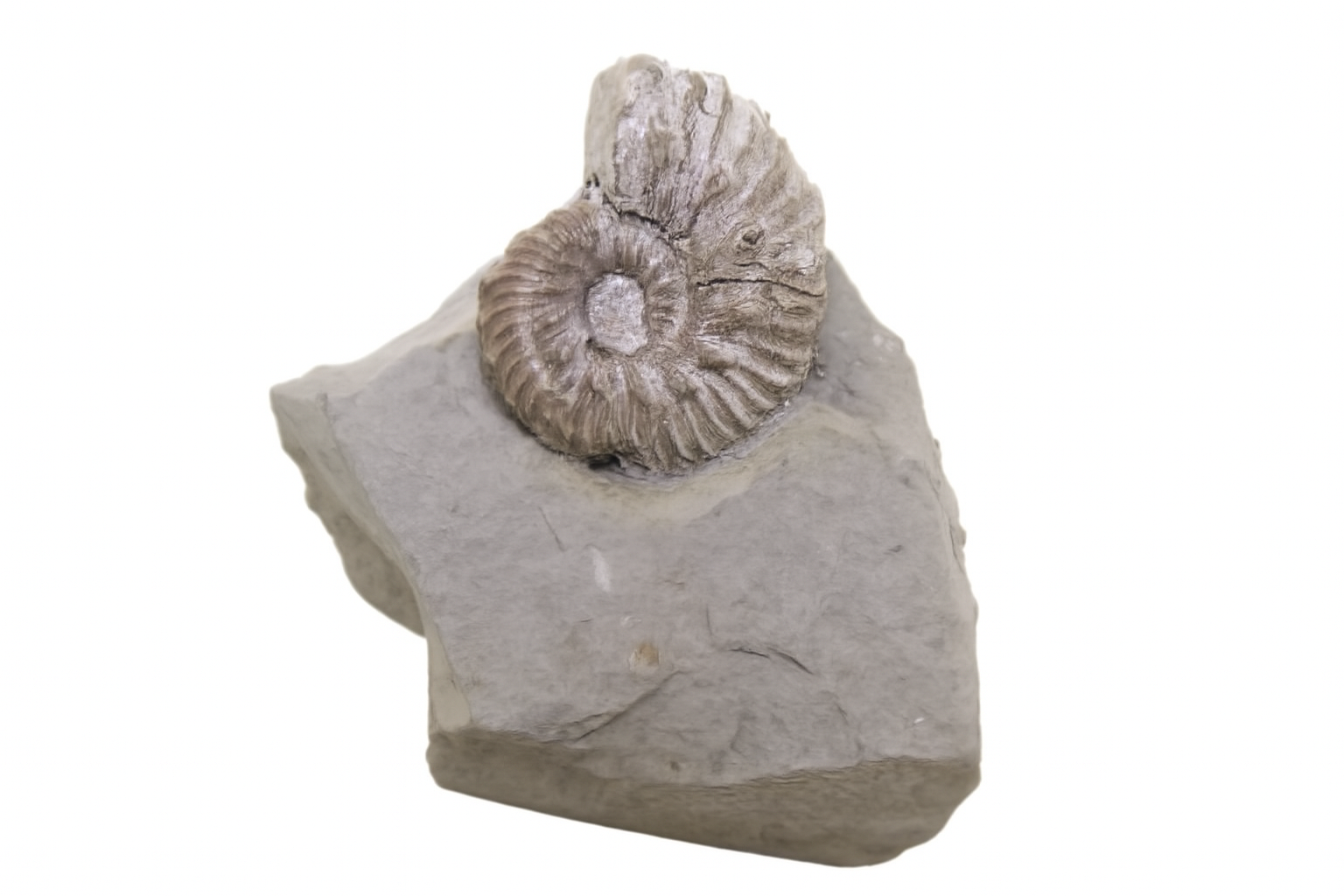 Euhoplites truncatus.