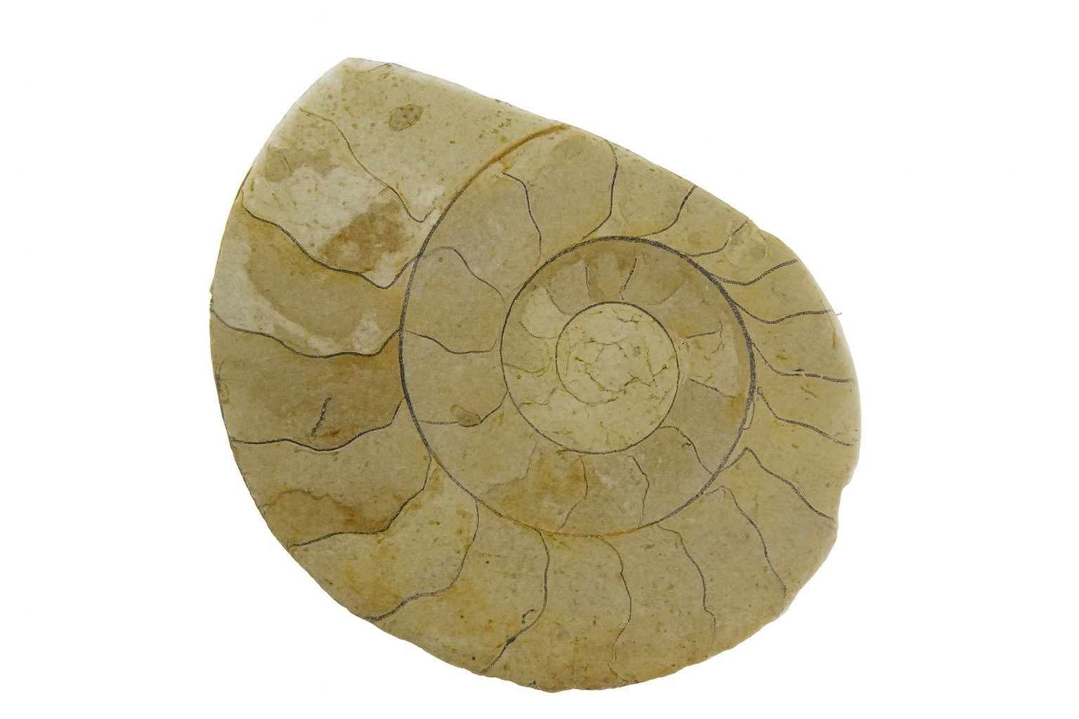 Hildoceras bifrons.
