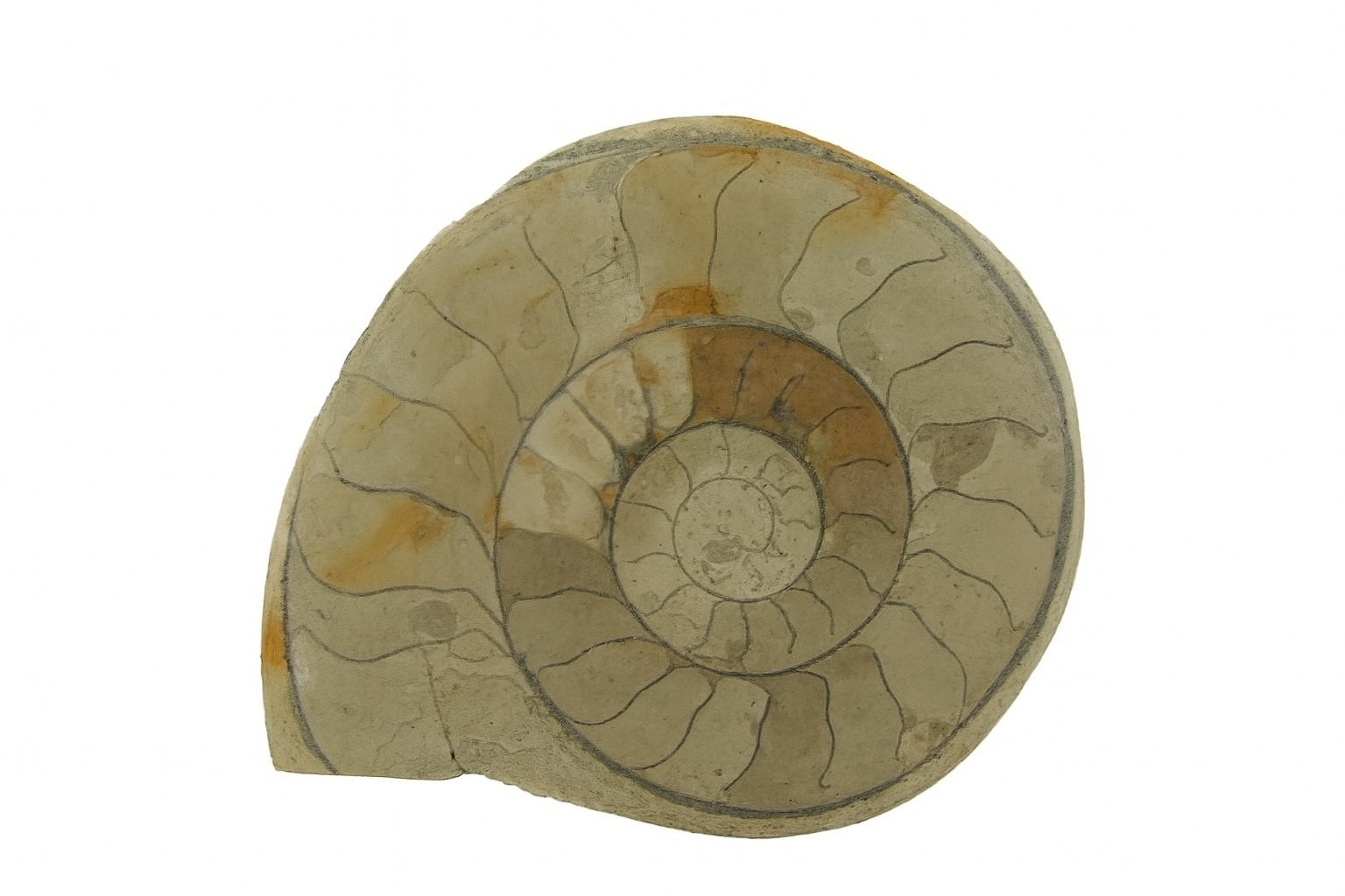 Hildoceras bifrons.