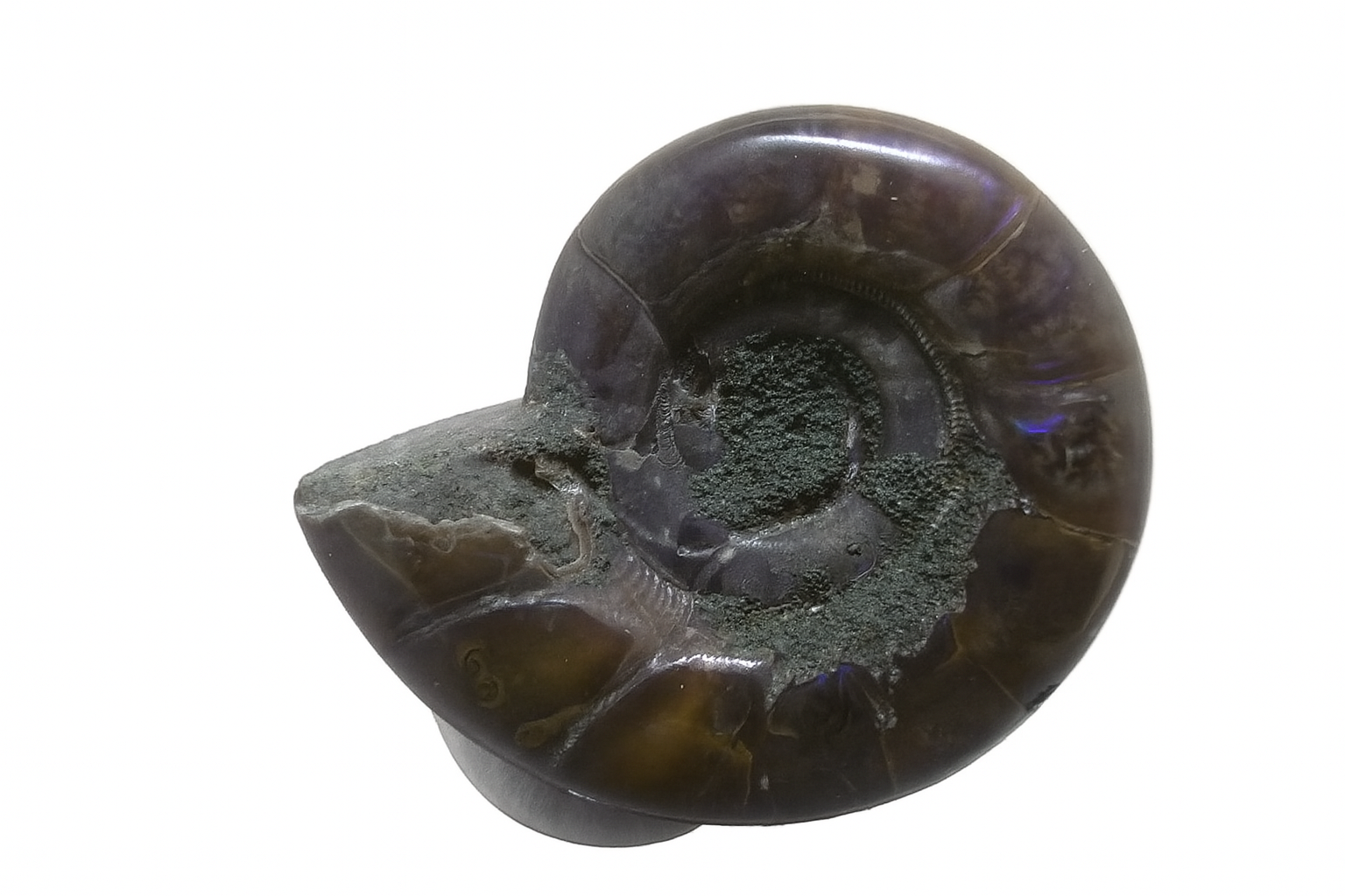 Lytoceras.