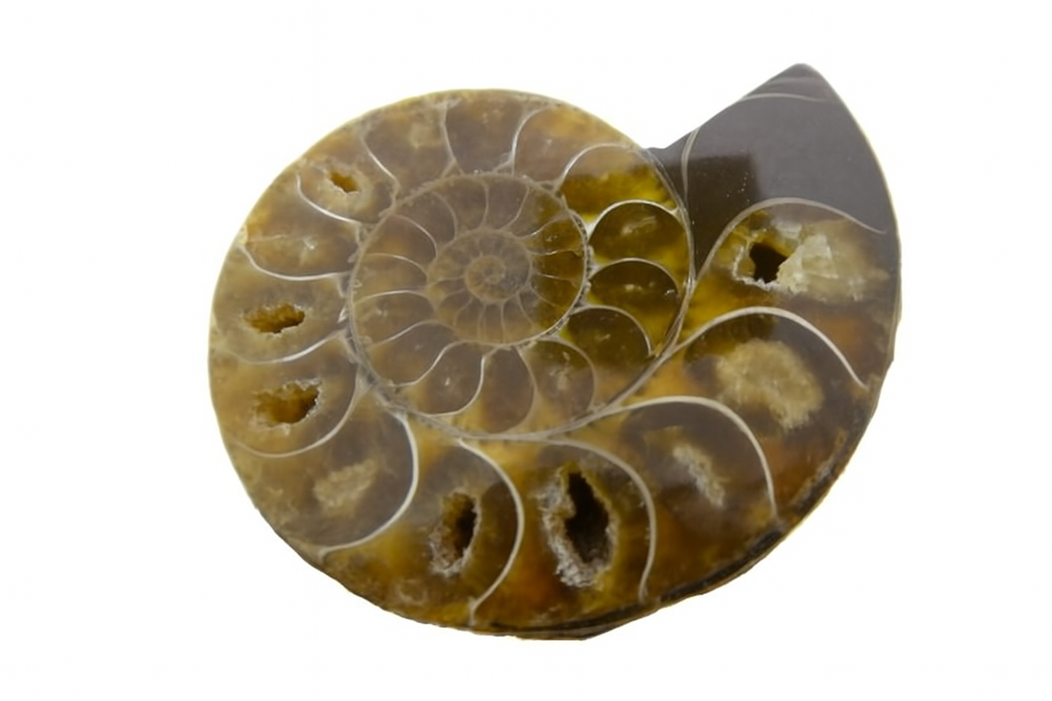 Lytoceras.