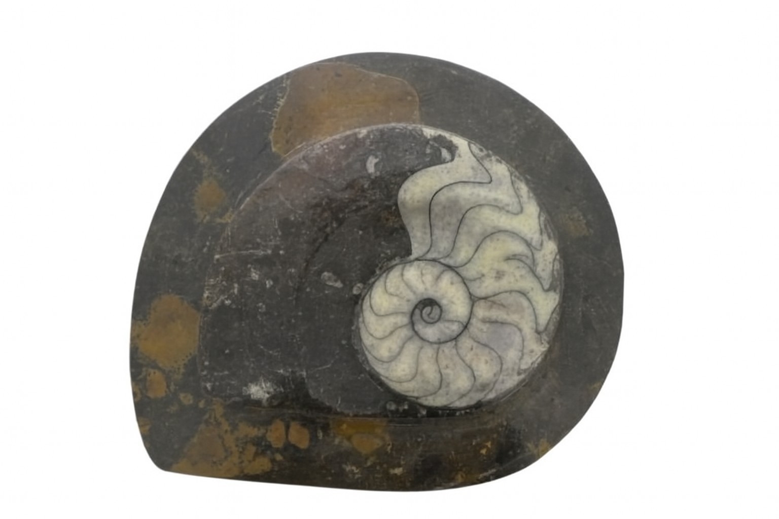 Gonioceras.