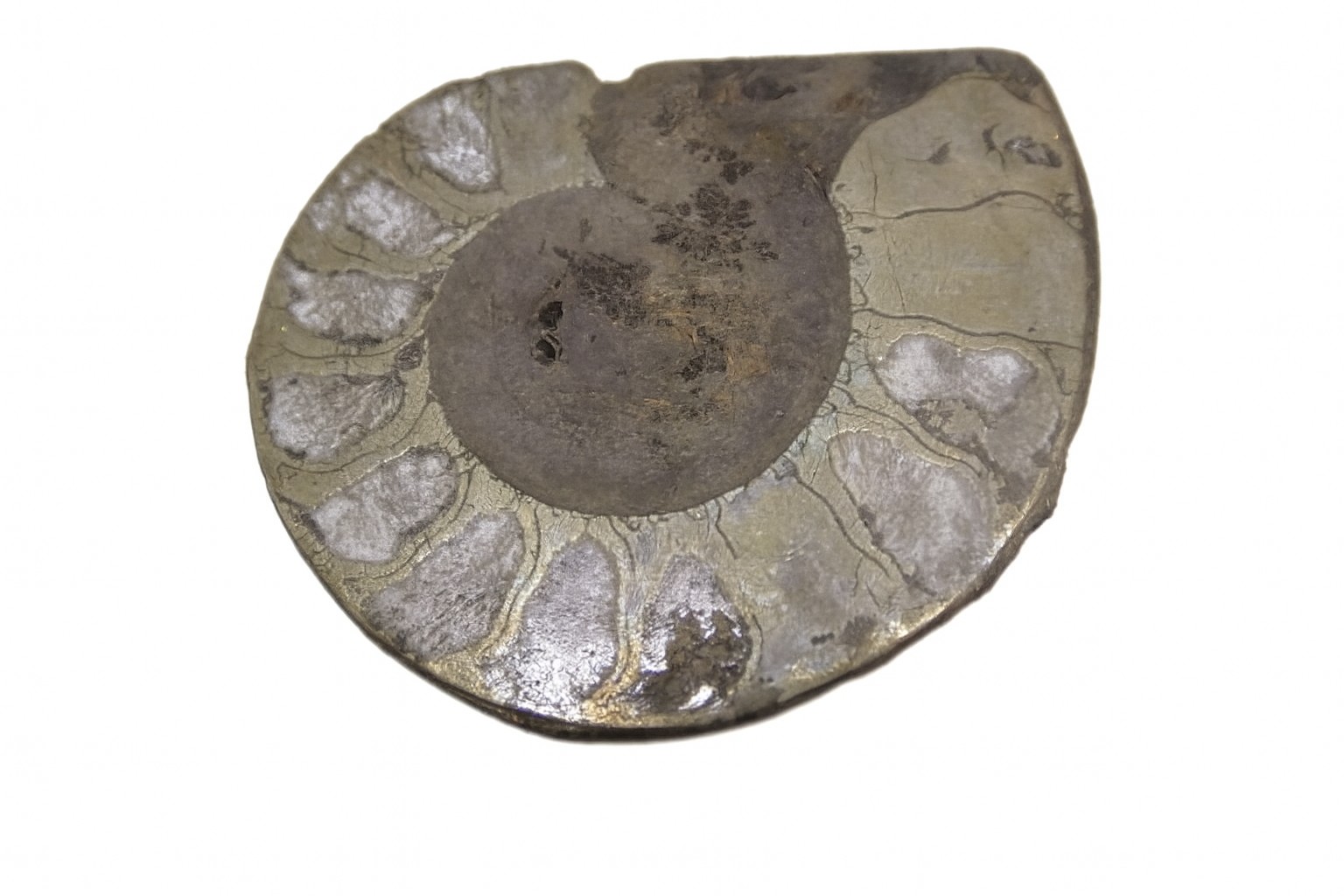 Pyritised Ammonites.