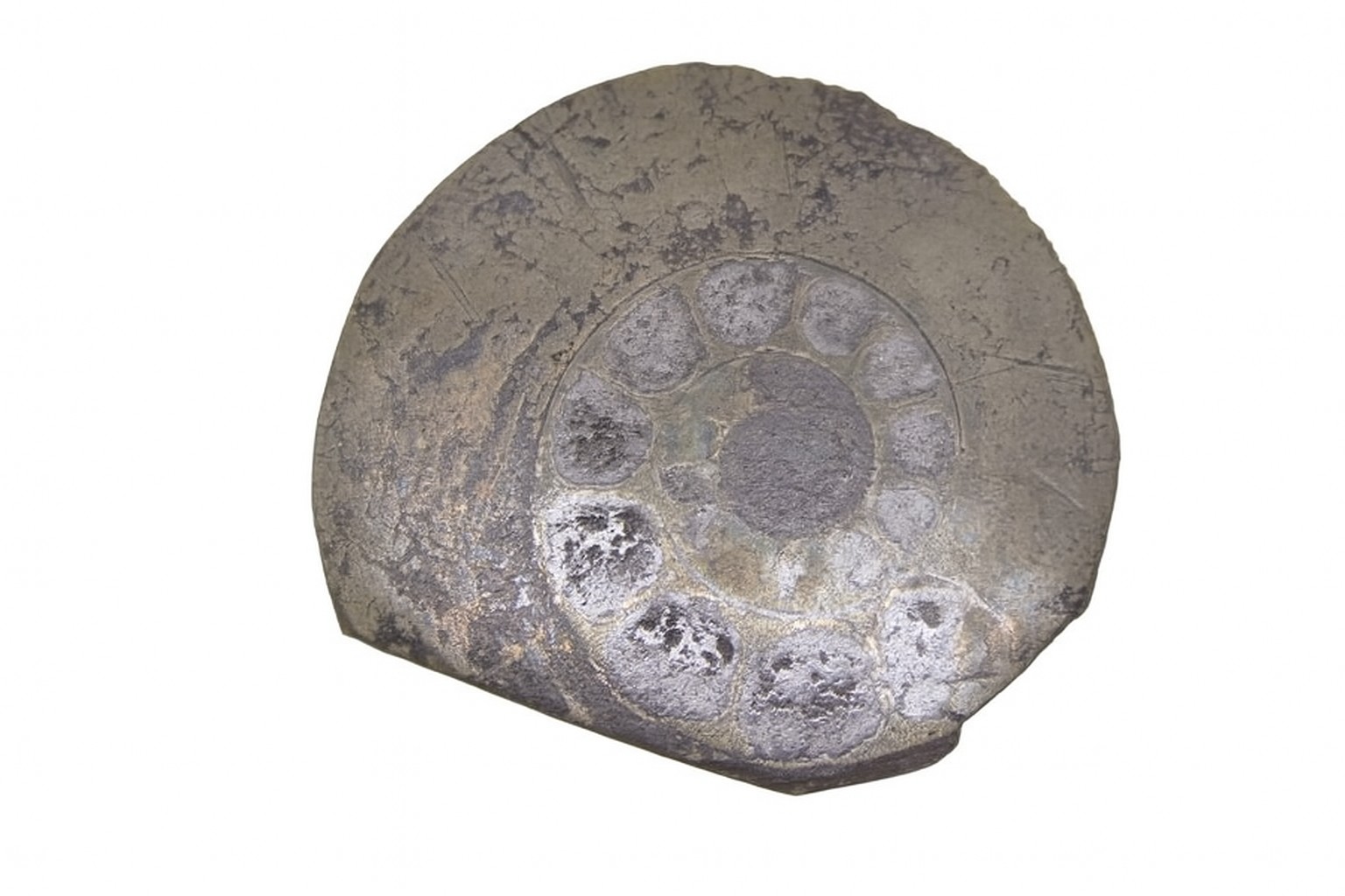 Pyritised Ammonites.