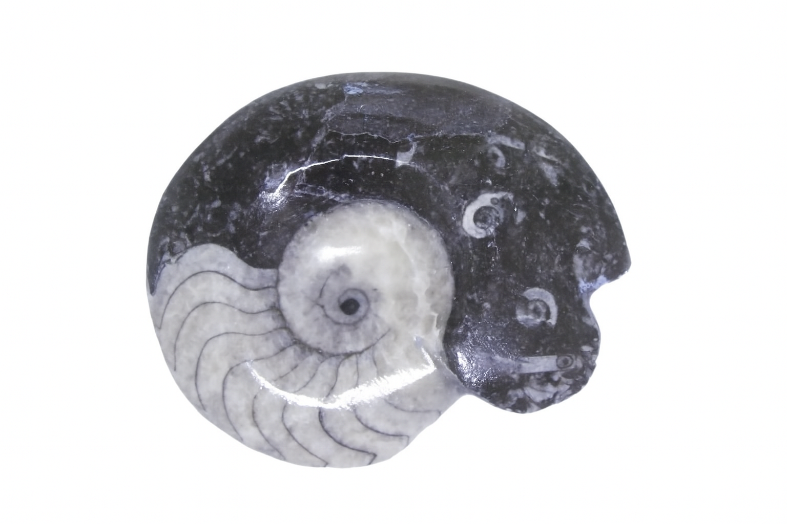 Gonioceras.