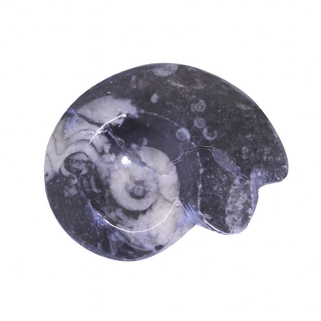 Gonioceras.