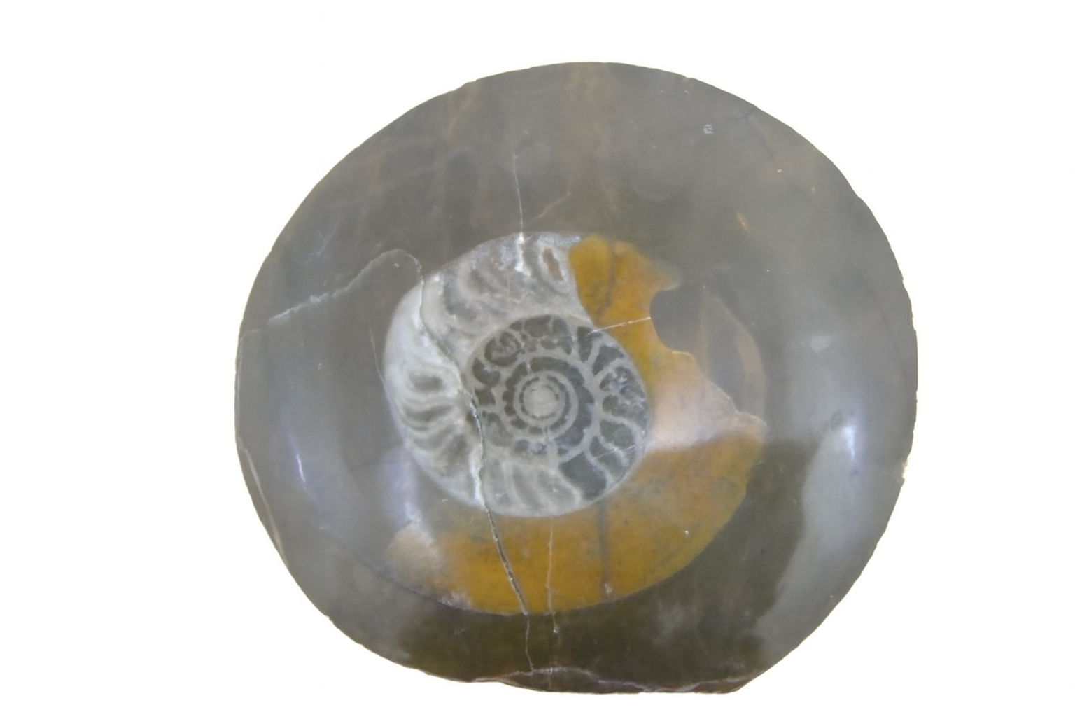 Gonioceras.